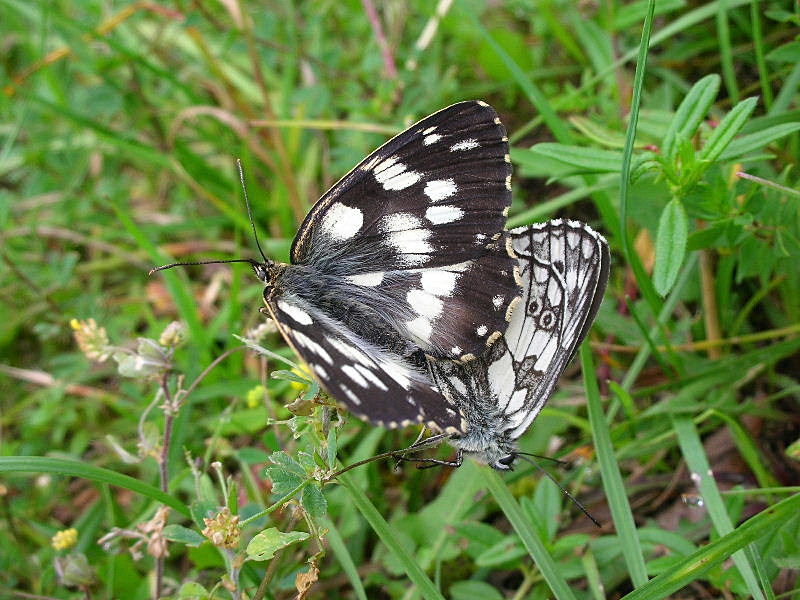 Melanargia galathea